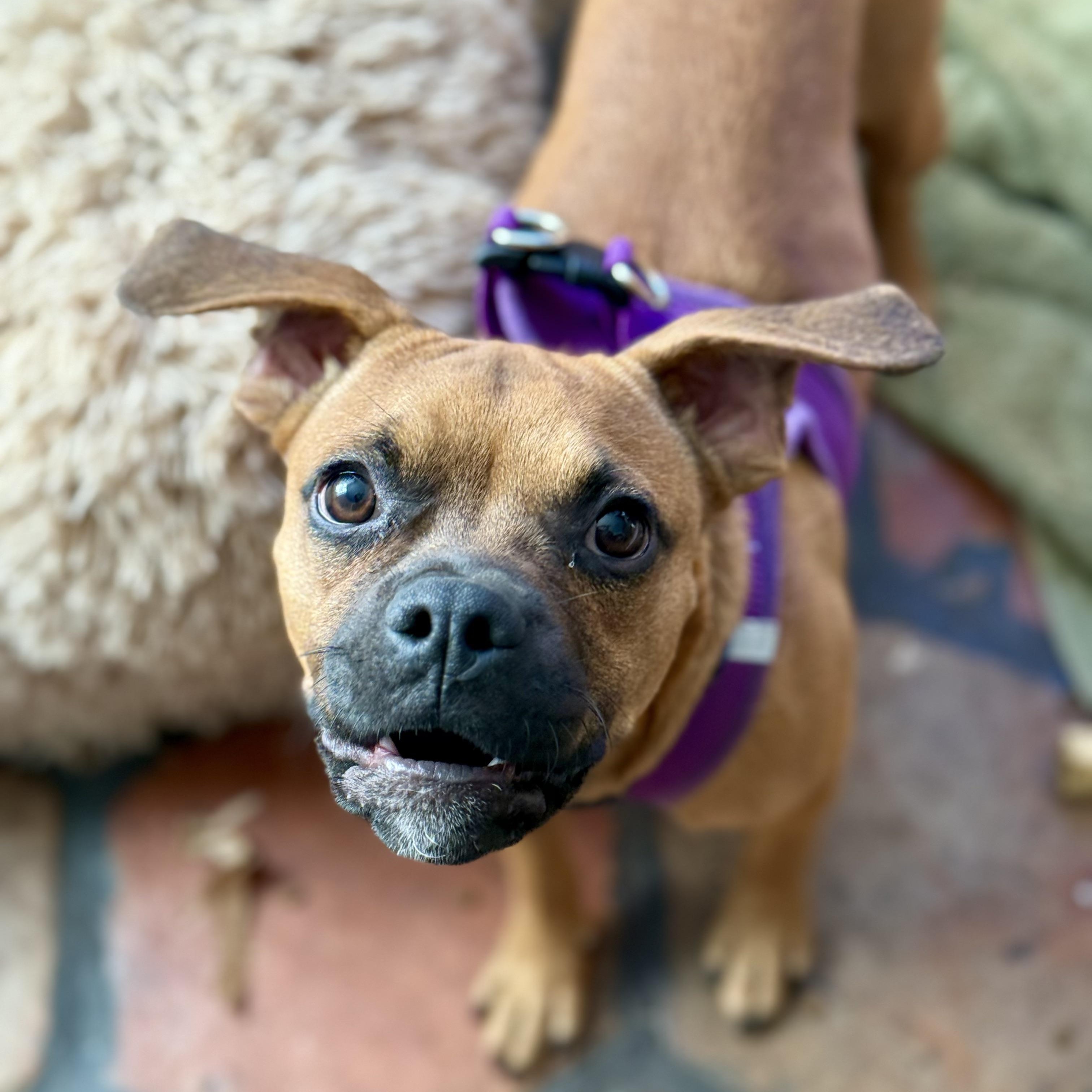 Enlarge Clyde, a Adoptable mixed breed in Santa Monica, CA image 2/6