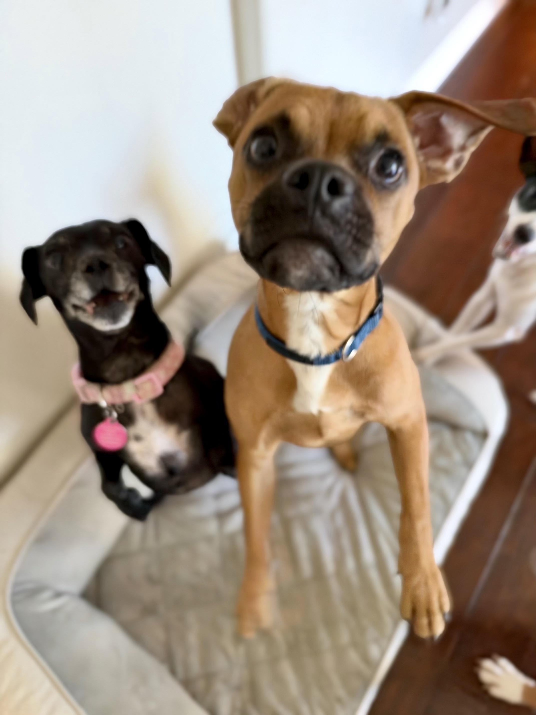 Enlarge Clyde, a Adoptable mixed breed in Santa Monica, CA image 4/6