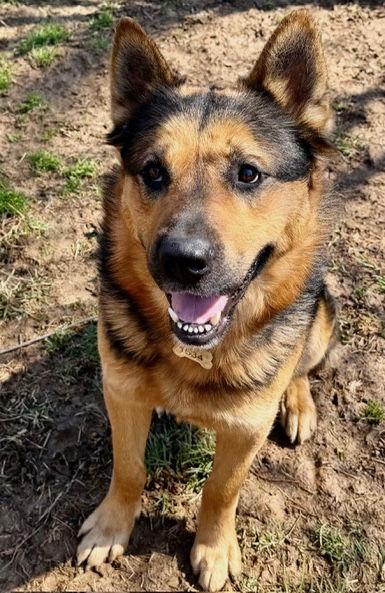 Goliath, Adoptable, Adult Male German Shepherd Dog.