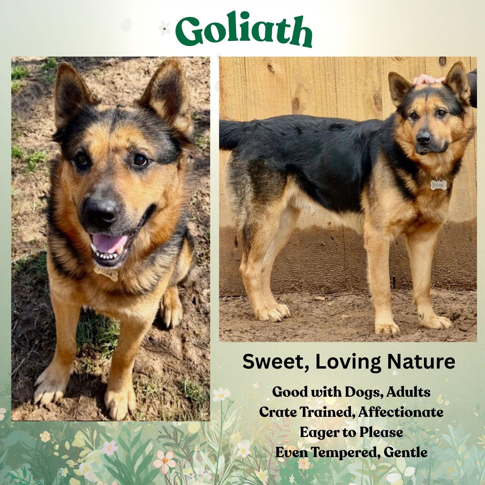 Enlarge Goliath, a Adoptable German Shepherd Dog in Baltimore, MD image 3/3