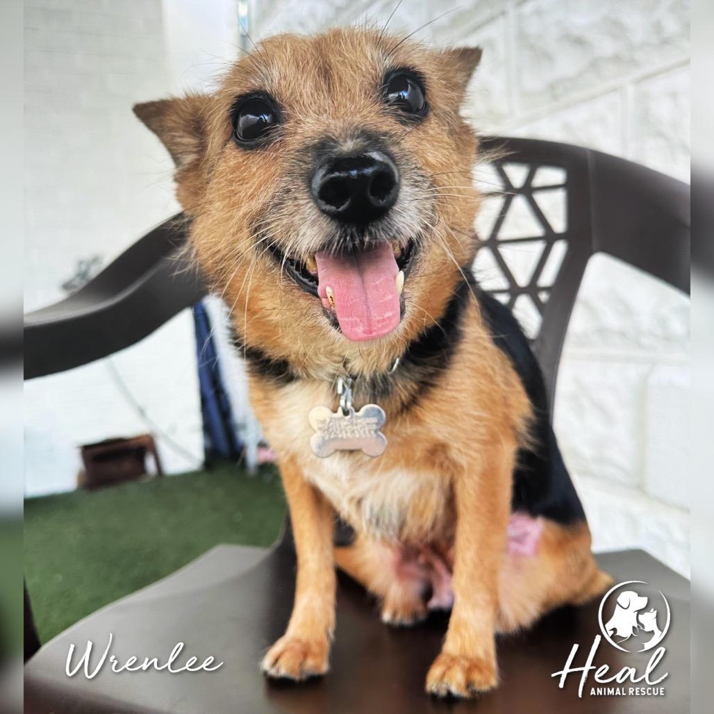Wrenlee, Adoptable, Senior Female Terrier.