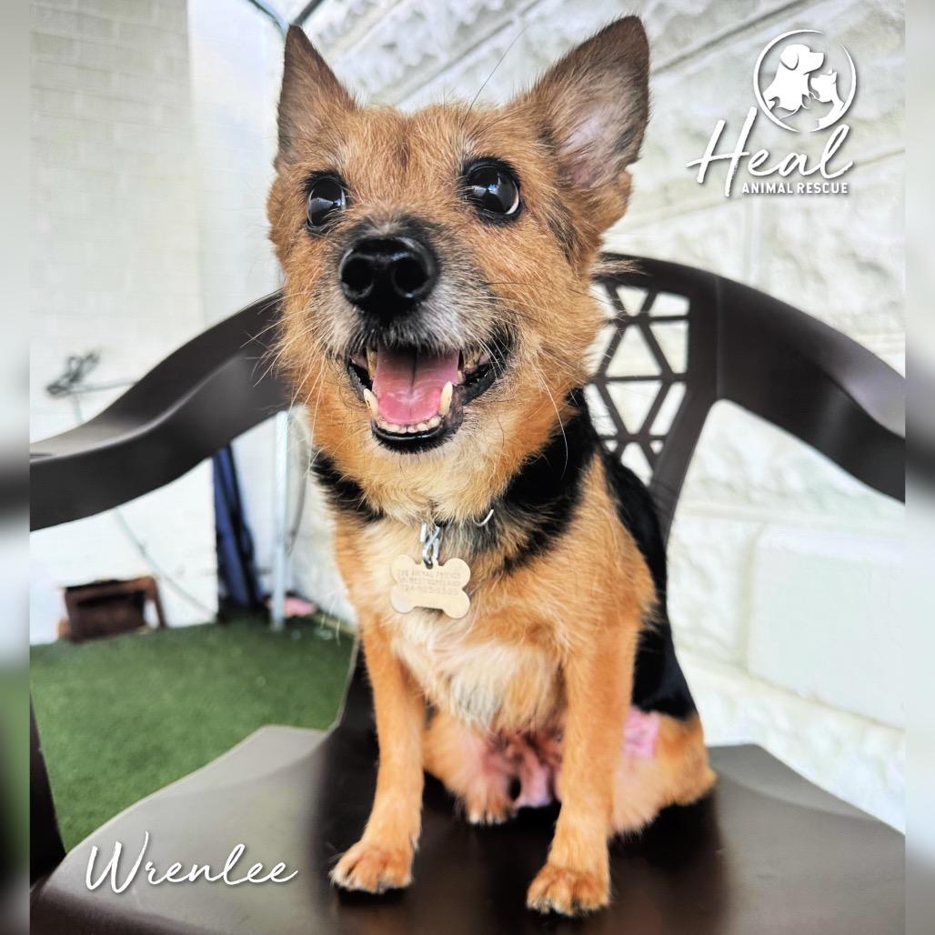 Enlarge Wrenlee, a Adoptable Terrier in Youngwood, PA image 2/2