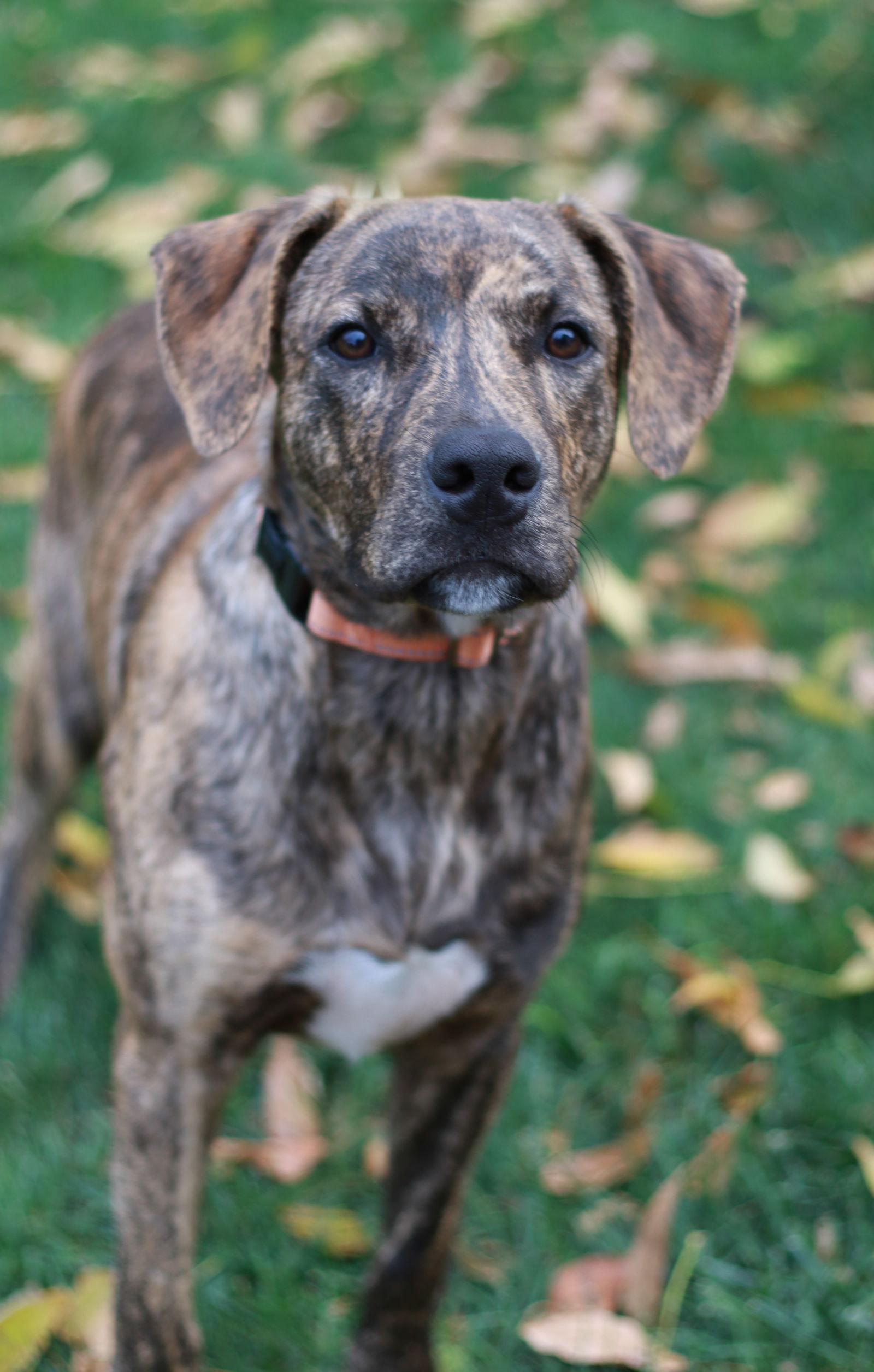 Enlarge Spur, a Adopted mixed breed in Mankato, MN image 1/3