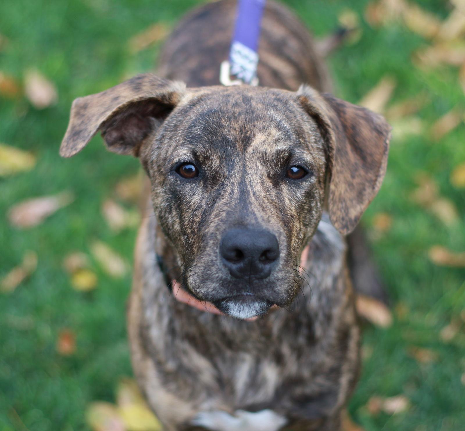 Enlarge Spur, a Adopted mixed breed in Mankato, MN image 2/3