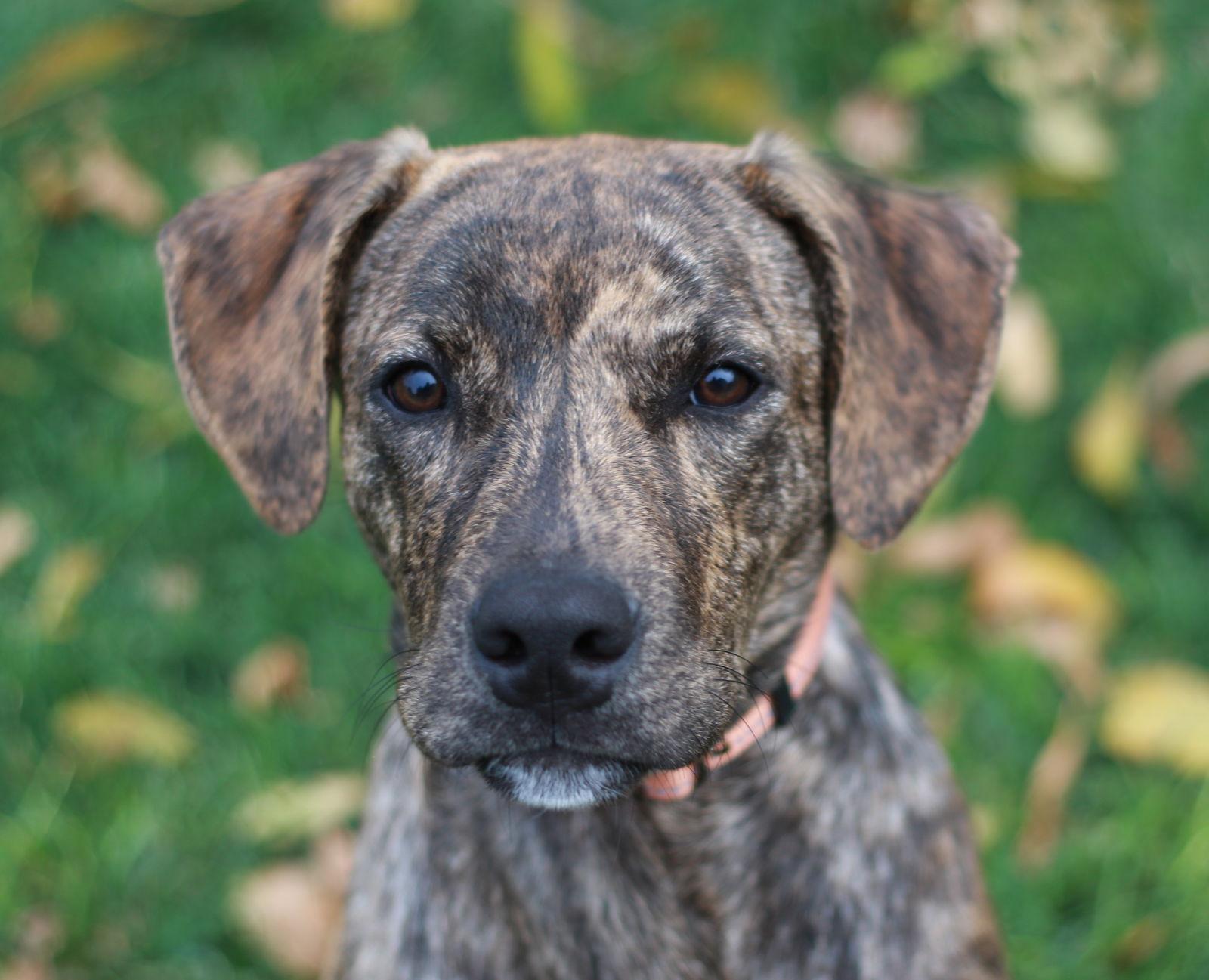 Enlarge Spur, a Adopted mixed breed in Mankato, MN image 3/3