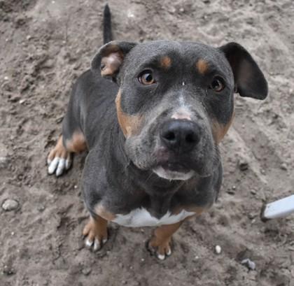 Enlarge Sugar, a ADOPTABLE mixed breed in Inverness, FL image 2/3