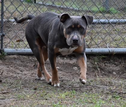 Enlarge Sugar, a ADOPTABLE mixed breed in Inverness, FL image 3/3