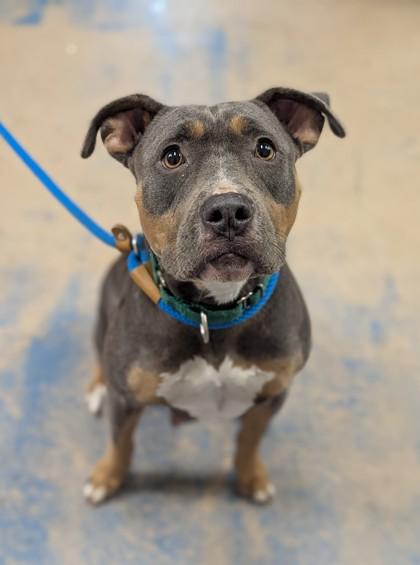 Enlarge Sugar, a ADOPTABLE mixed breed in Inverness, FL image 1/3