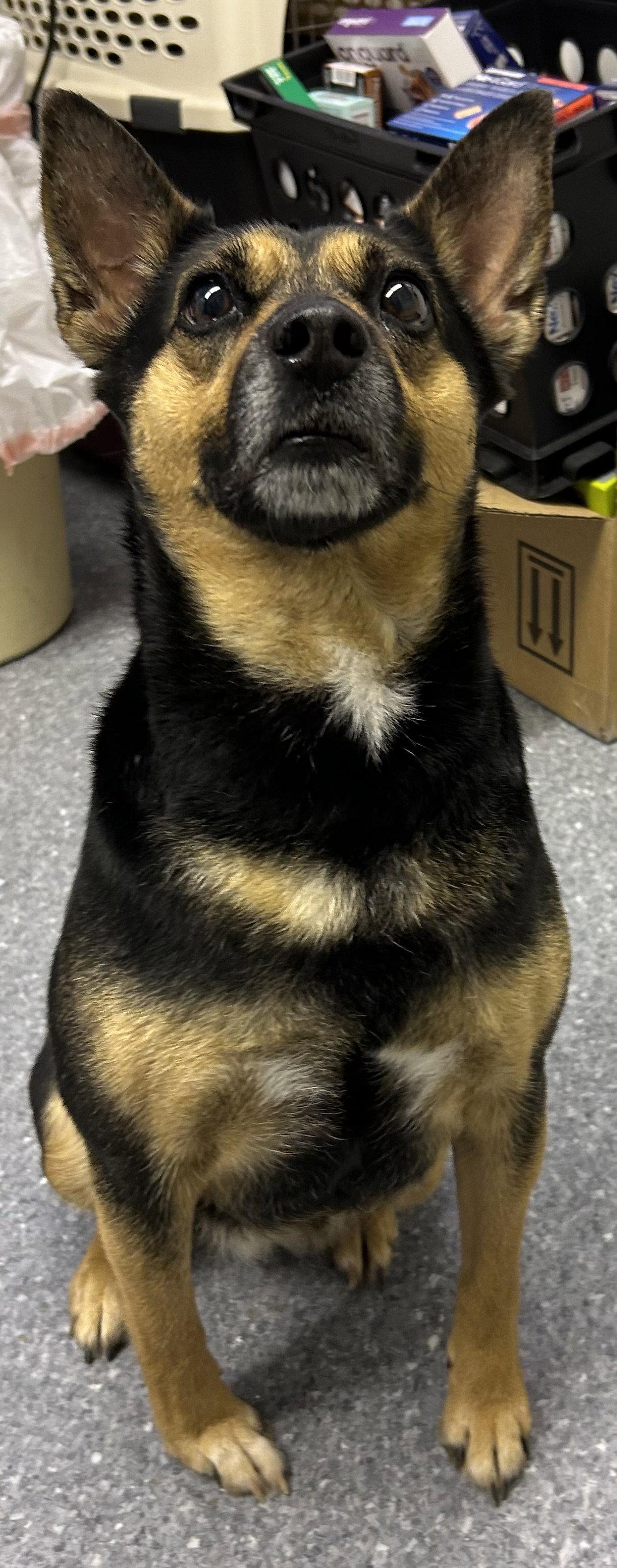 Sassy, Adoptable, Adult Female Terrier.