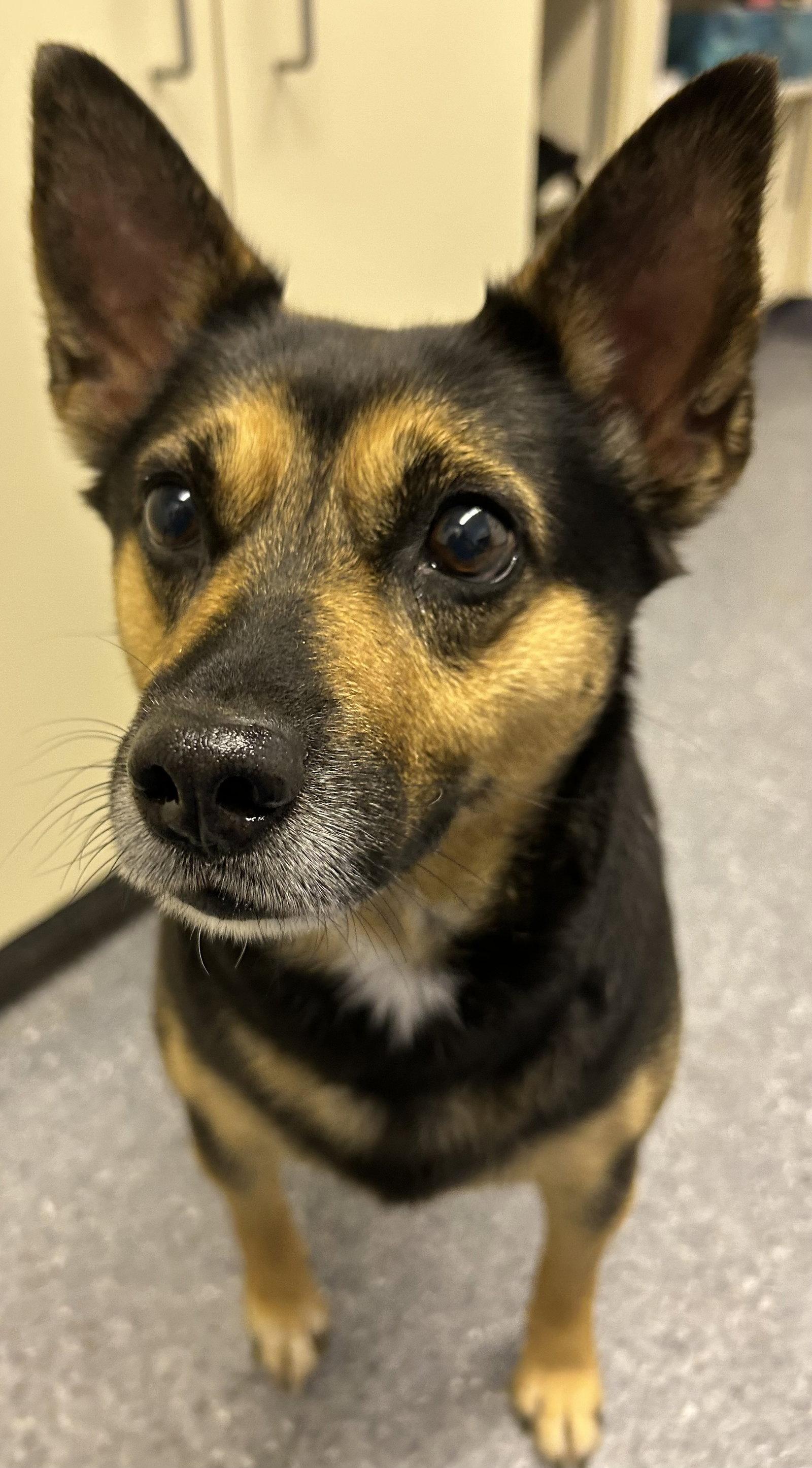 Enlarge Sassy, a Adoptable Terrier in Steeleville, IL image 2/3