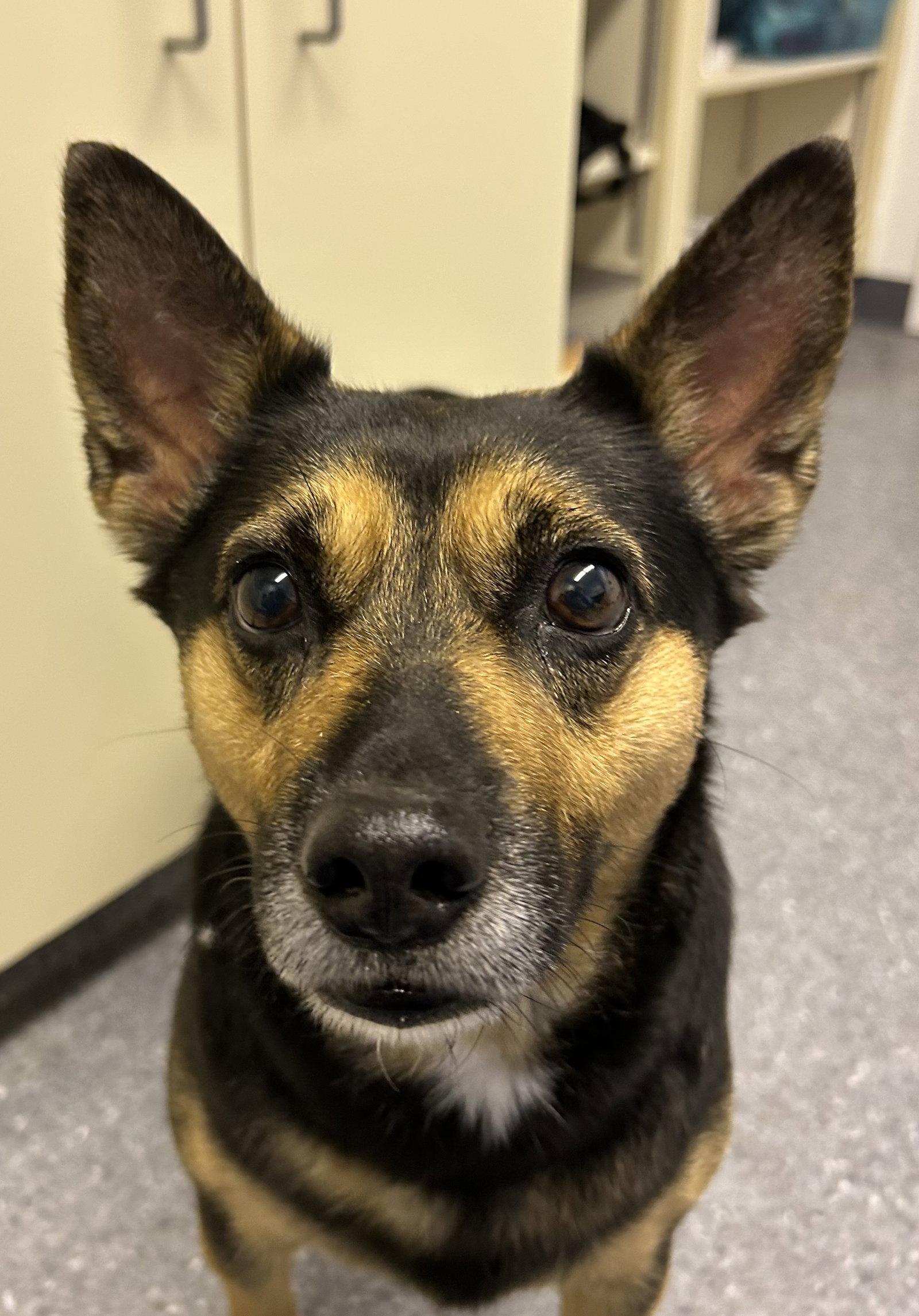 Enlarge Sassy, a Adoptable Terrier in Steeleville, IL image 3/3