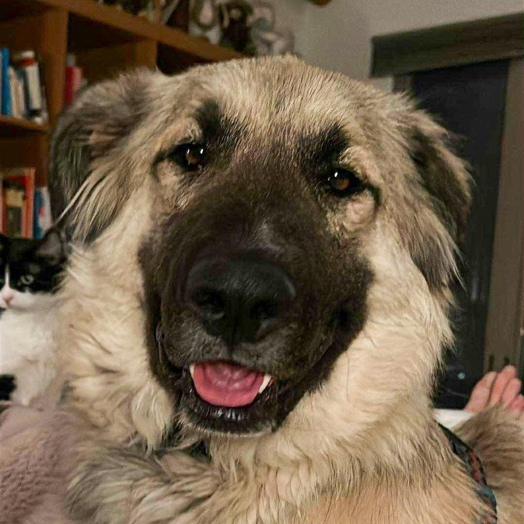 Sarah - Nederland, CO, adopted, Young Female Great Pyrenees & Shepherd.