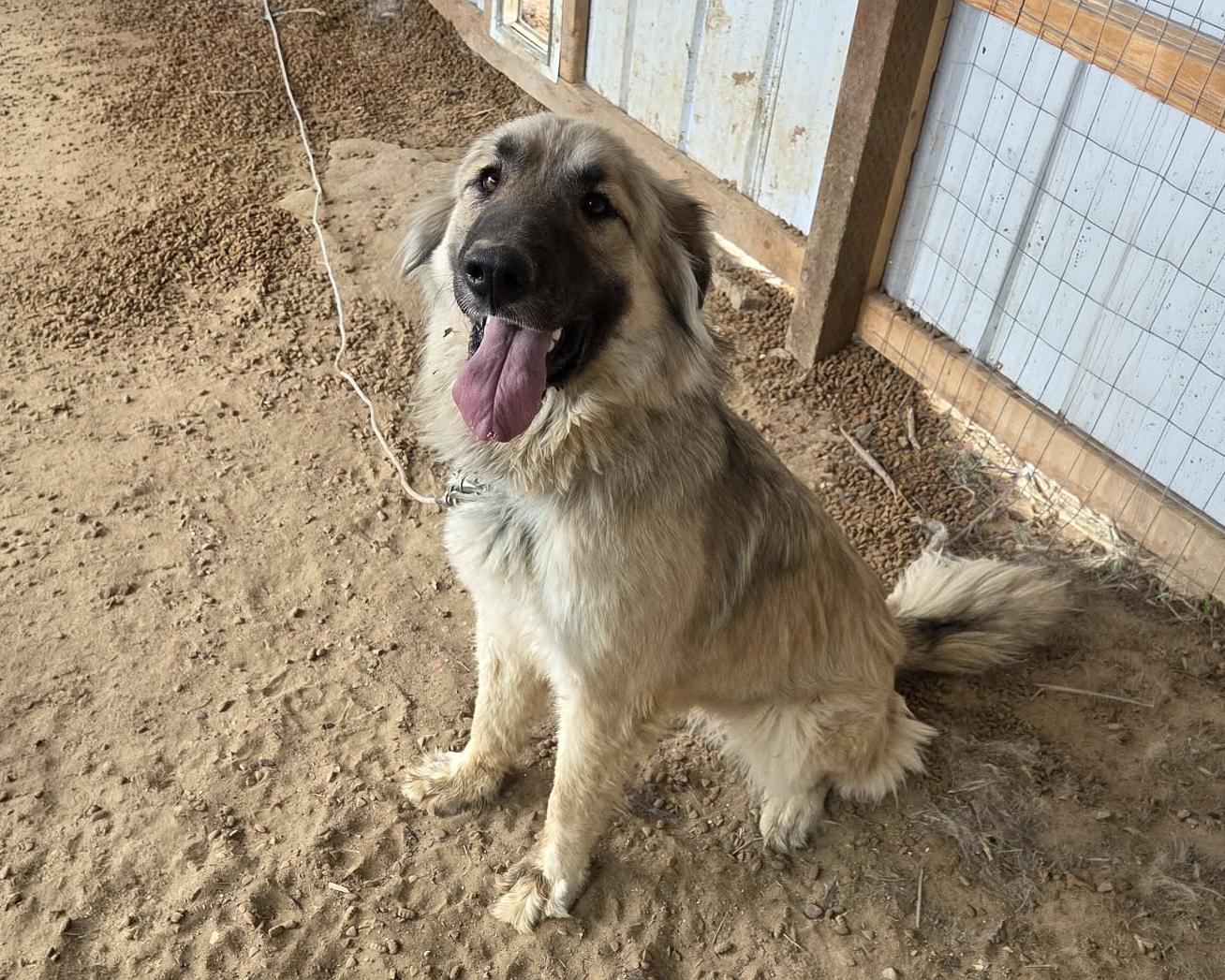 Sarah - Nederland, CO, an adopted mixed breed in nederland, CO image 2/6