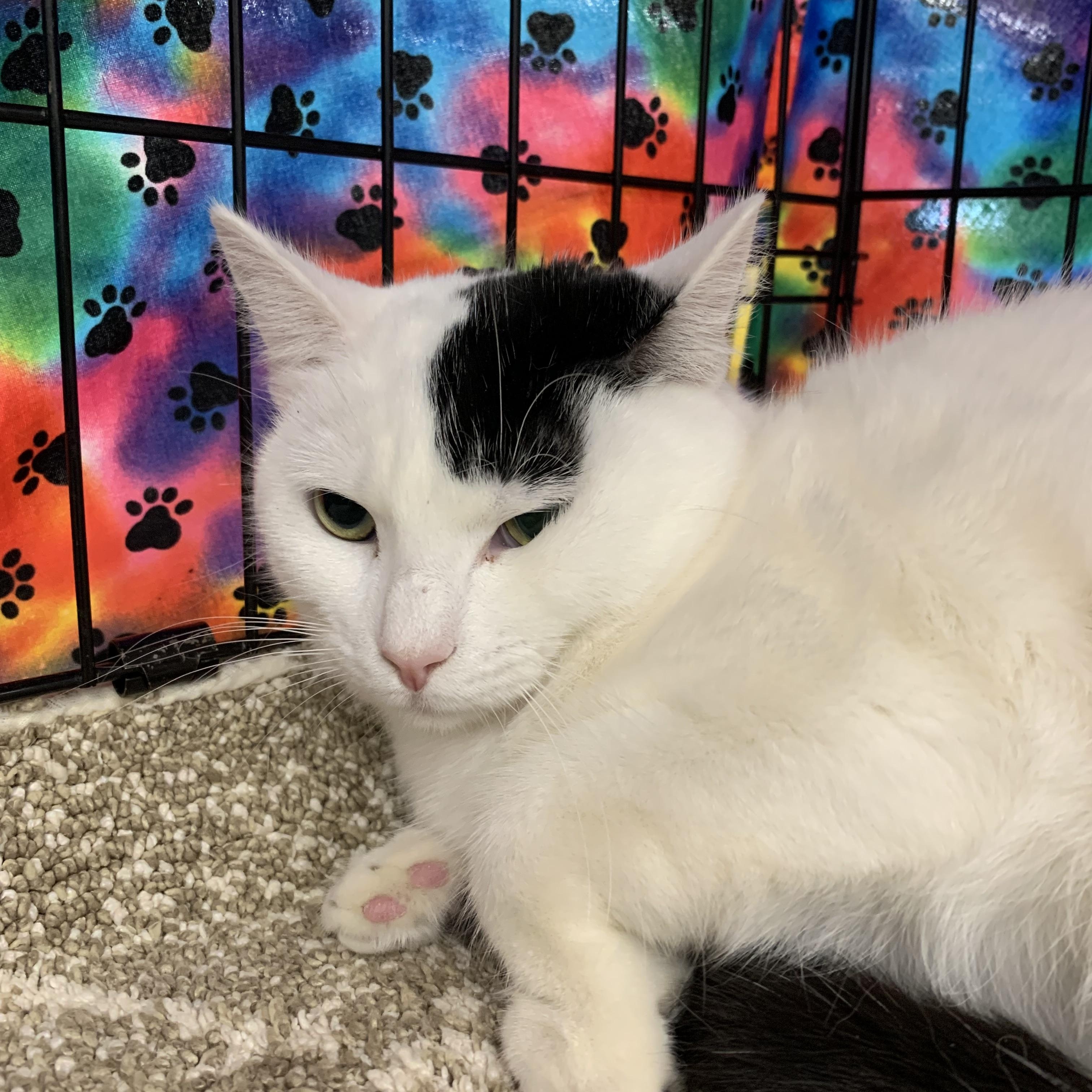 Enlarge Kira, a ADOPTABLE mixed breed in Shelby Township, MI image 2/3