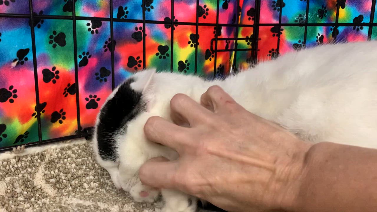 Enlarge Kira, a ADOPTABLE mixed breed in Shelby Township, MI video 3/3