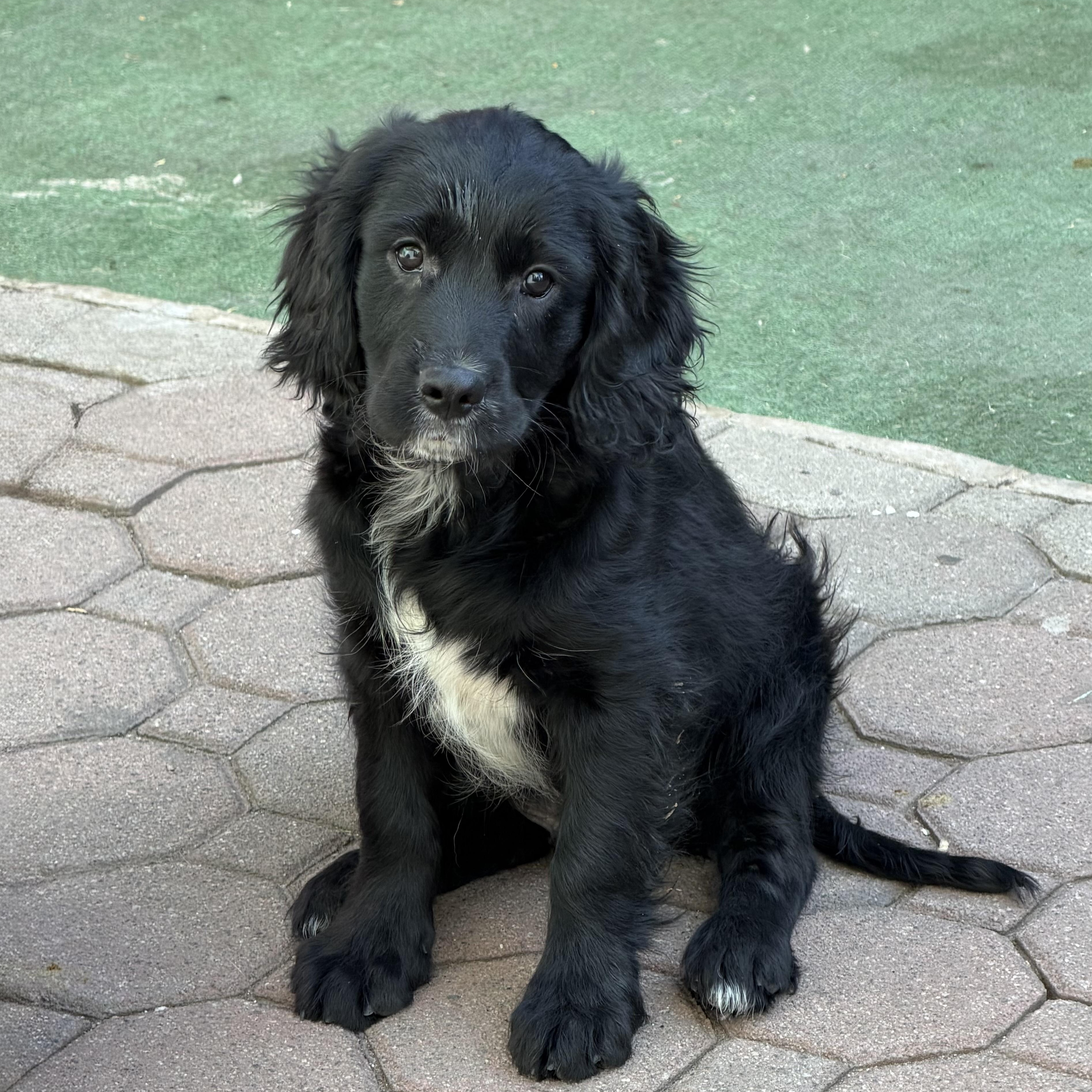 Enlarge Diesel, a Adoptable mixed breed in Newark, NJ image 1/3