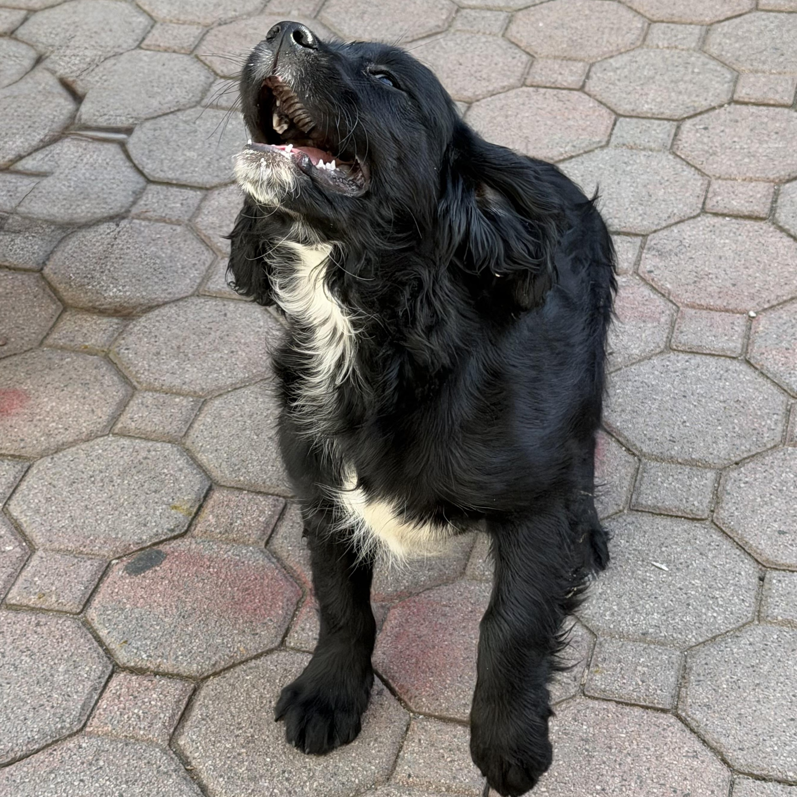 Enlarge Diesel, a Adoptable mixed breed in Newark, NJ image 2/3
