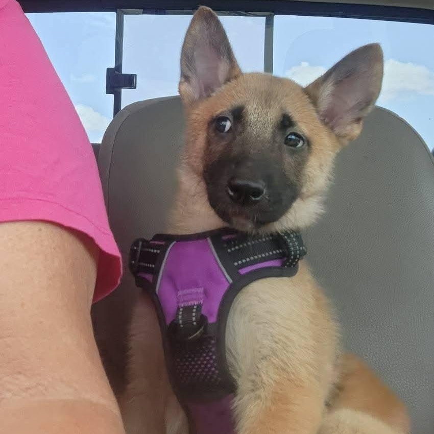 Enlarge Sapphire, an adopted mixed breed in Pflugerville, TX image 2/6