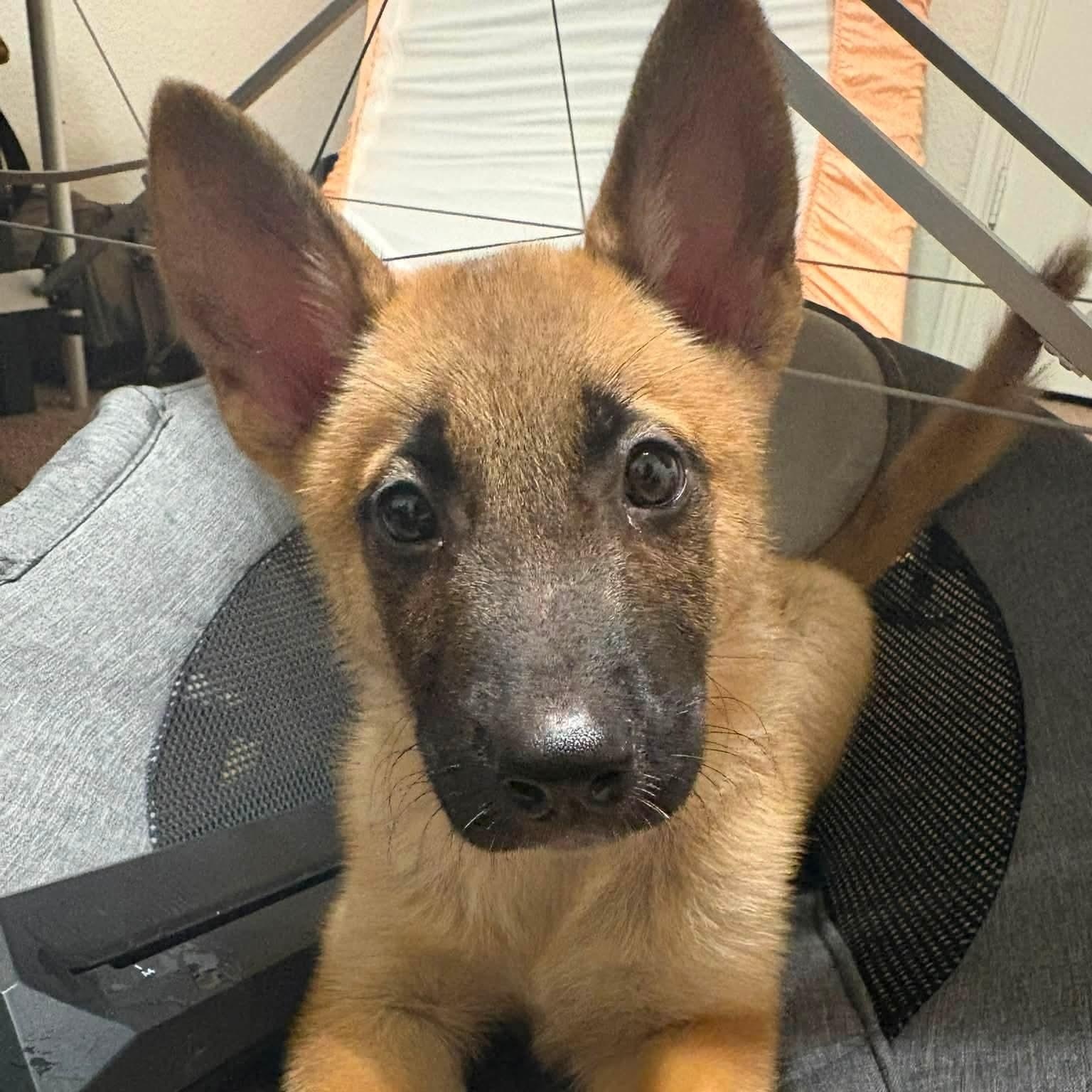 Sapphire, adopted, Puppy Female Belgian Shepherd / Malinois & German Shepherd Dog.