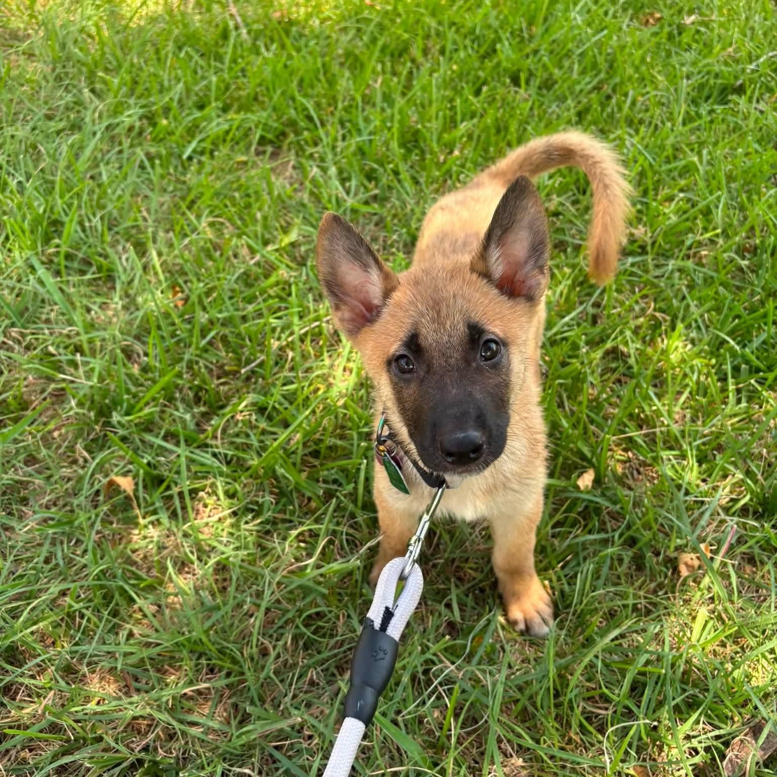 Enlarge Sapphire, an adopted mixed breed in Pflugerville, TX image 4/6
