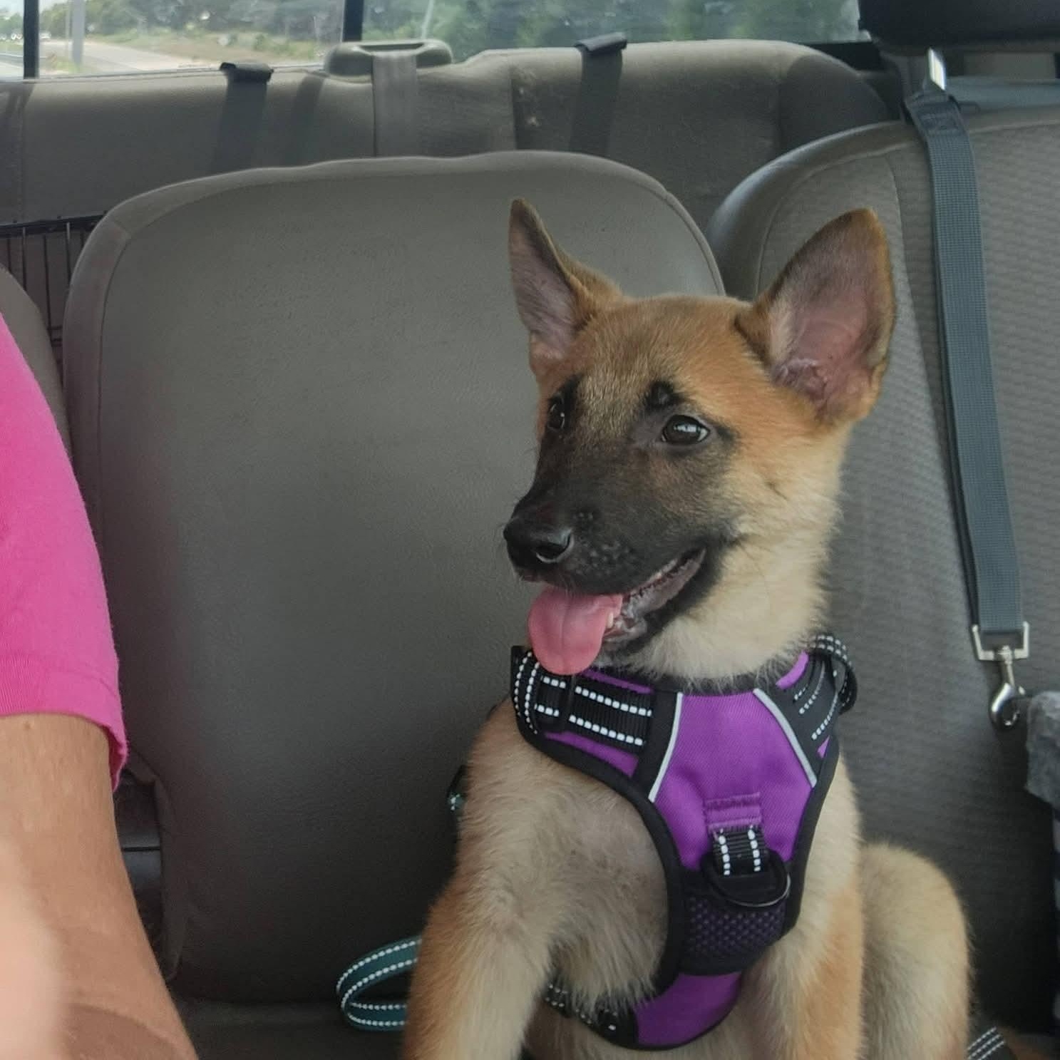 Enlarge Sapphire, an adopted mixed breed in Pflugerville, TX image 3/6