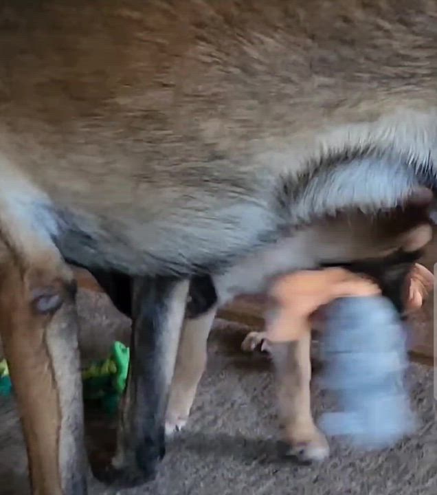 Enlarge Sapphire, an adopted mixed breed in Pflugerville, TX video 6/6
