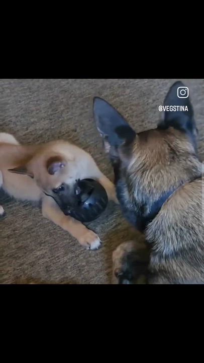 Enlarge Sapphire, an adopted mixed breed in Pflugerville, TX video 5/6