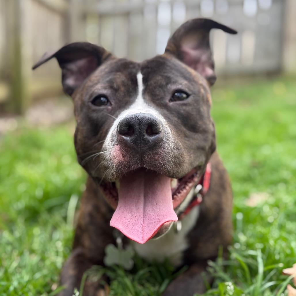 Enlarge Zinnie, a Adoptable American Staffordshire Terrier in Raleigh, NC image 1/4