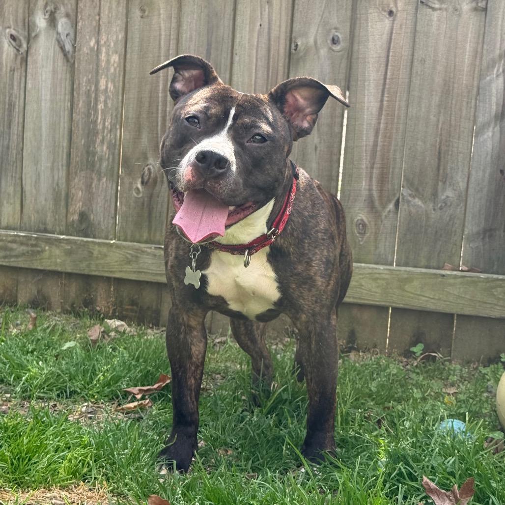 Enlarge Zinnie, a Adoptable American Staffordshire Terrier in Raleigh, NC image 2/4