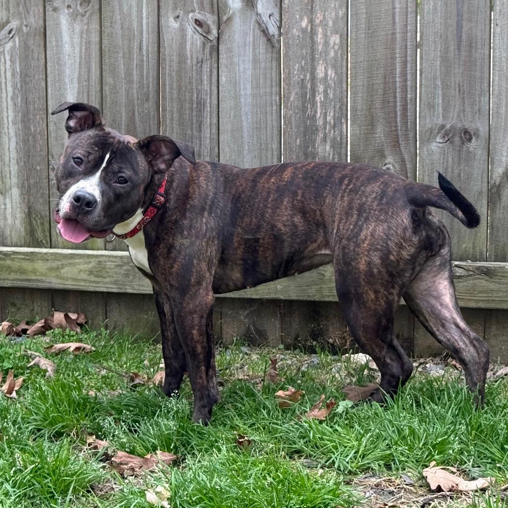 Enlarge Zinnie, a Adoptable American Staffordshire Terrier in Raleigh, NC image 3/4