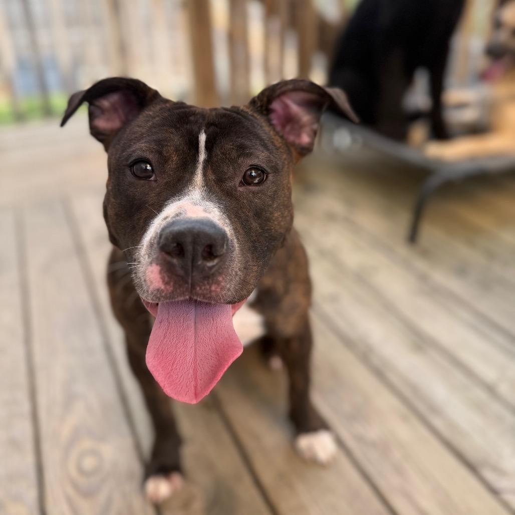 Enlarge Zinnie, a Adoptable American Staffordshire Terrier in Raleigh, NC image 4/4