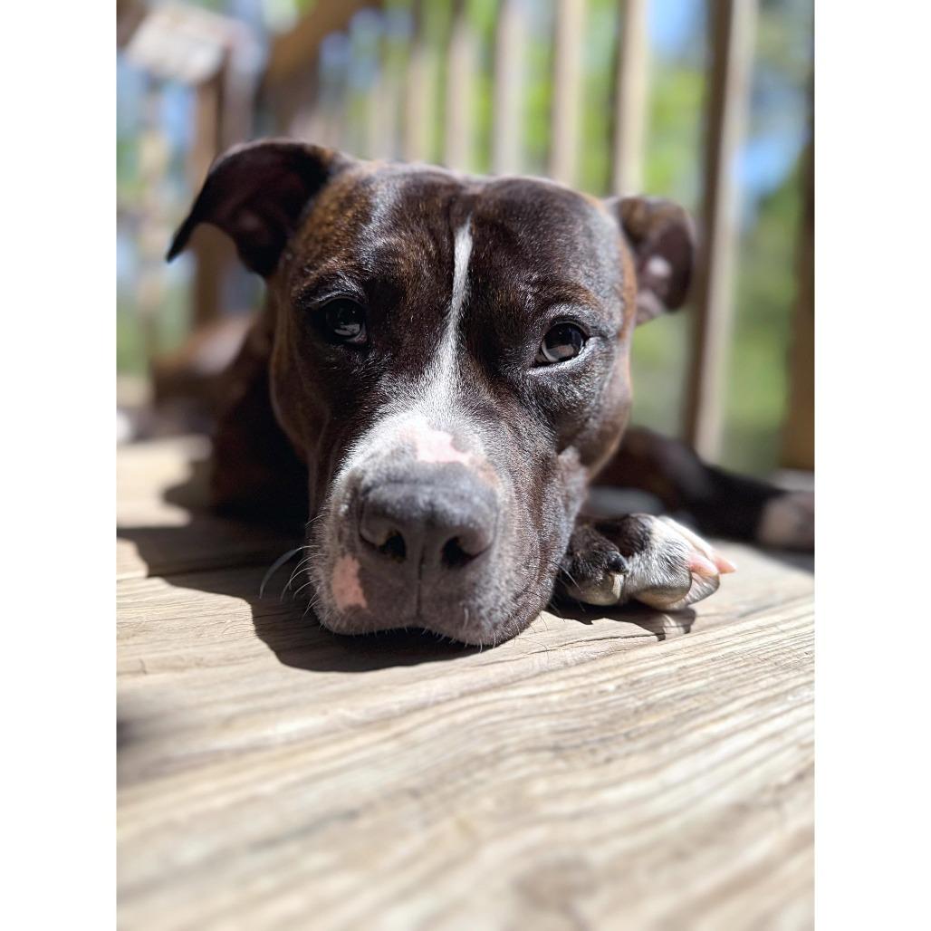 Zinnie, a Adoptable American Staffordshire Terrier in Raleigh, NC image 5/6