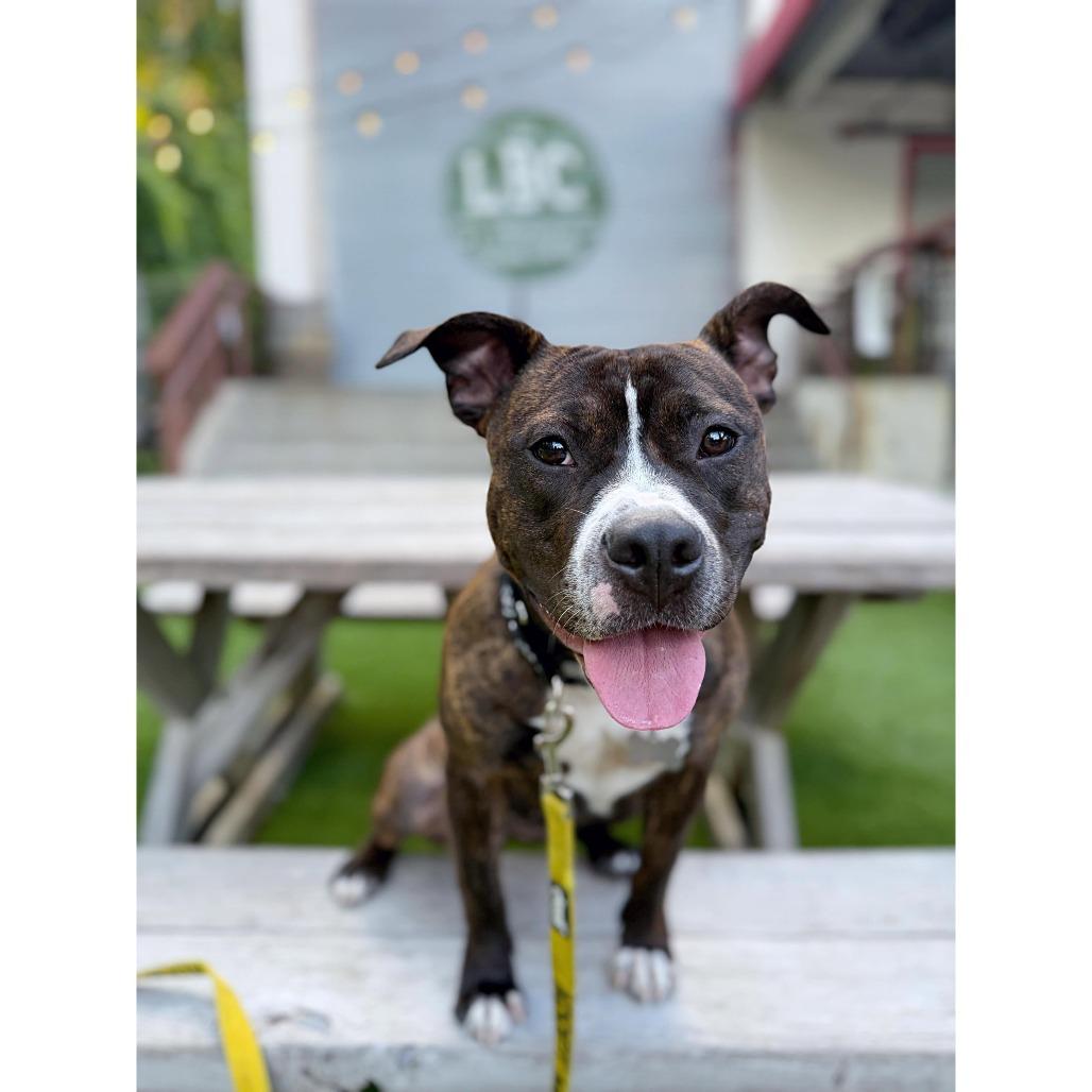 Zinnie, a Adoptable American Staffordshire Terrier in Raleigh, NC image 6/6