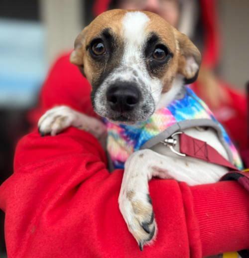 Winnie, Adoptable, Young Female Rat Terrier & Chihuahua.