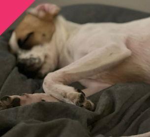 Enlarge Winnie, a Adoptable mixed breed in Grafton, WI image 2/3