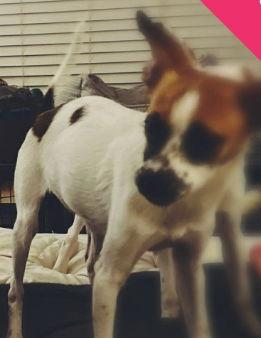 Enlarge Winnie, a Adoptable mixed breed in Grafton, WI image 3/3