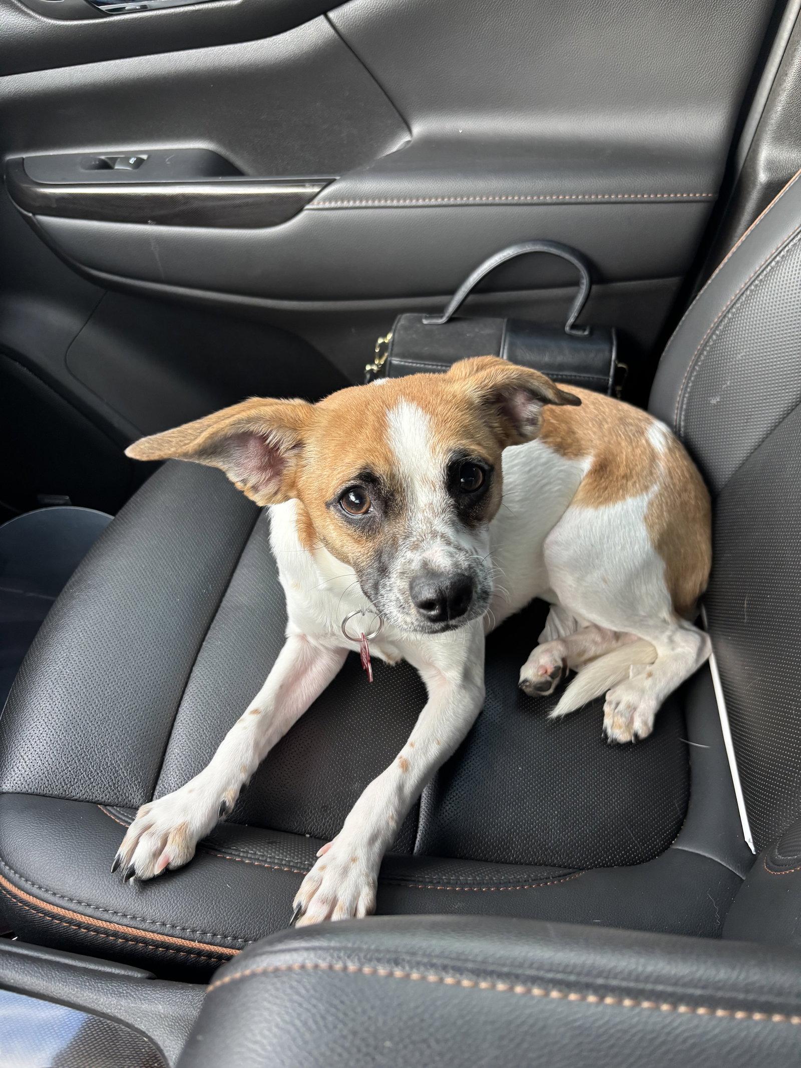 Winnie, a Adoptable mixed breed in Grafton, WI image 2/3