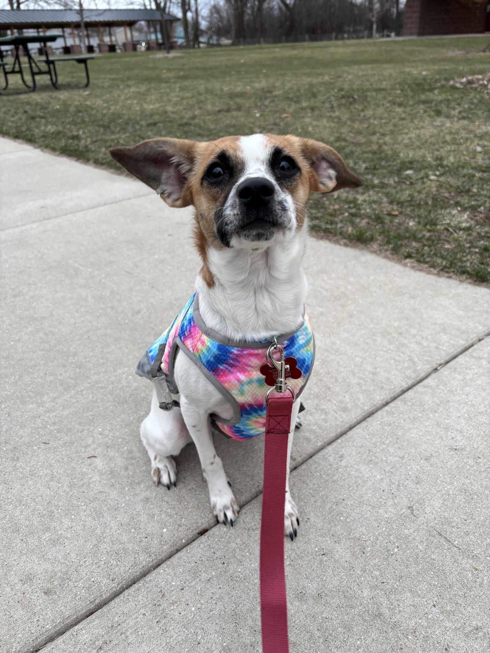 Winnie, a Adoptable mixed breed in Grafton, WI image 3/3