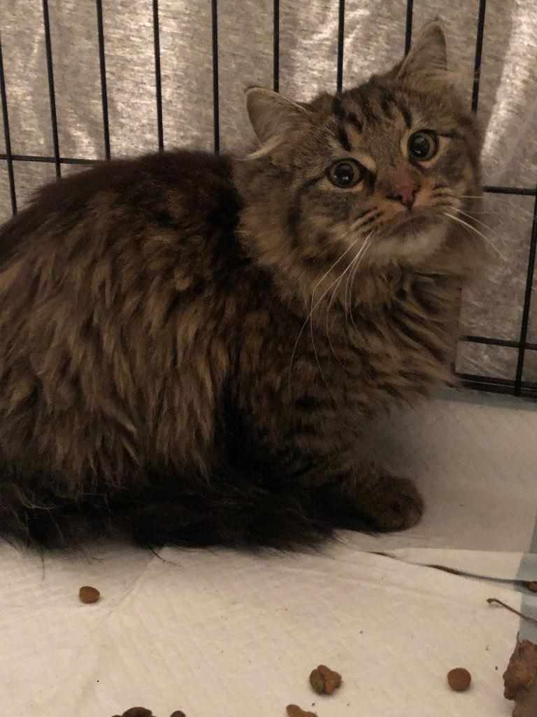 Everest (Tilly), Adopted, Young Male Domestic Long Hair.