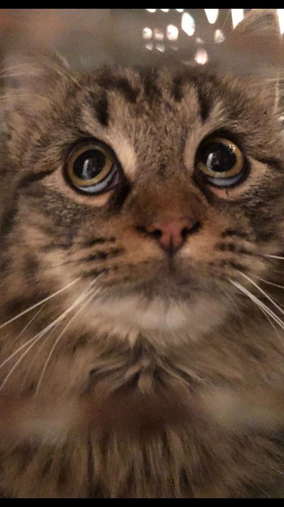 Enlarge Everest (Tilly), a Adopted Domestic Long Hair in Cromwell, KY image 2/3