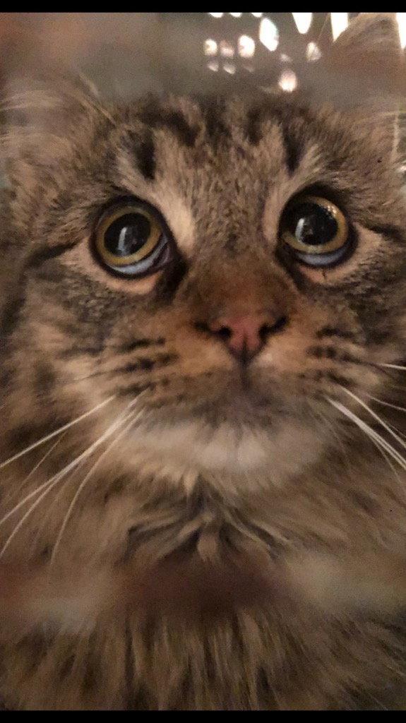 Enlarge Everest (Tilly), a Adopted Domestic Long Hair in Cromwell, KY image 2/3