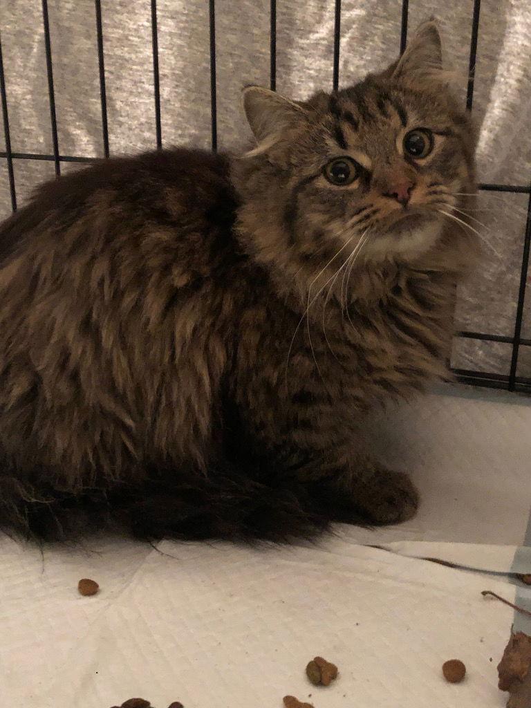 Enlarge Everest (Tilly), a Adopted Domestic Long Hair in Cromwell, KY image 3/3