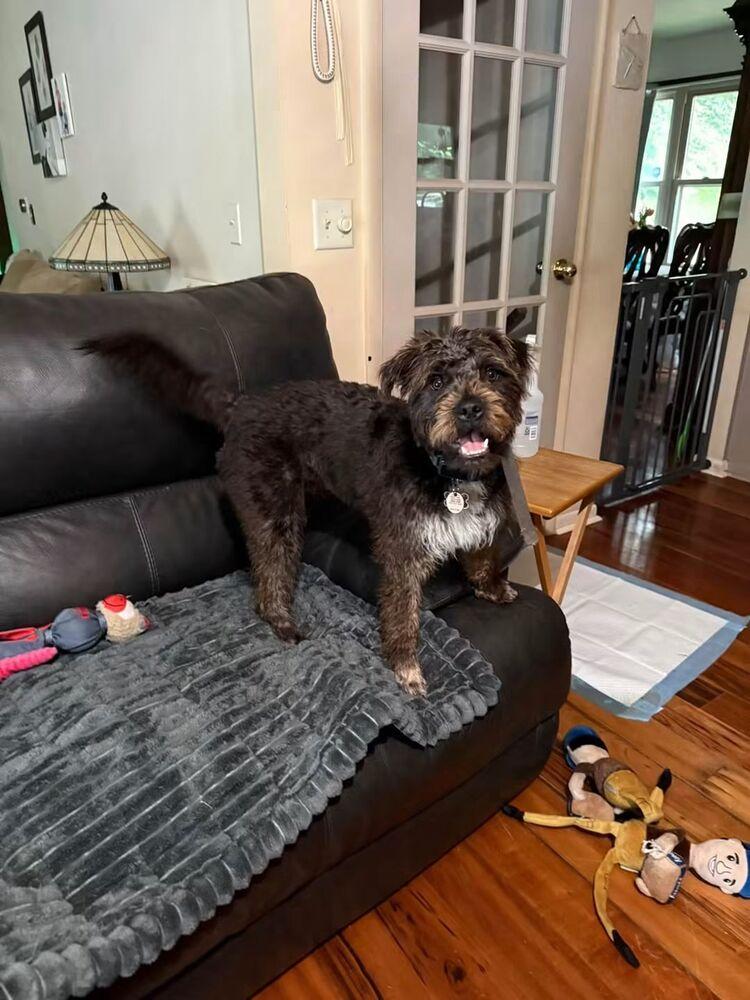 Teddy - In Training, Adoptable, Puppy Male Terrier.
