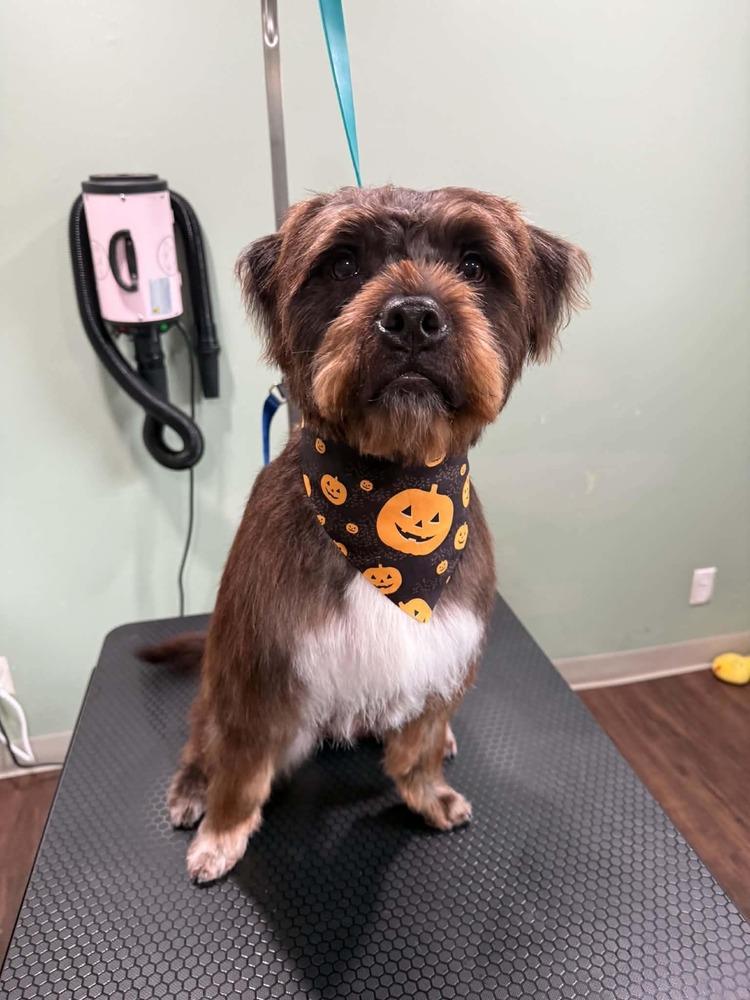 Enlarge Teddy - In Training, a Adoptable Terrier in Elkhart , IN image 3/4