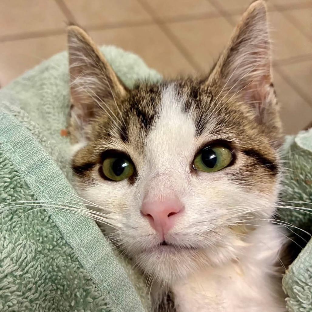 Enlarge Linda, a Adoptable Domestic Short Hair in Richland, MI image 1/6