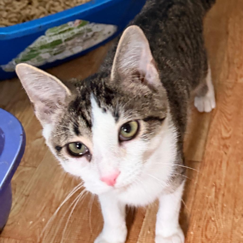 Enlarge Linda, a Adoptable Domestic Short Hair in Richland, MI image 2/6