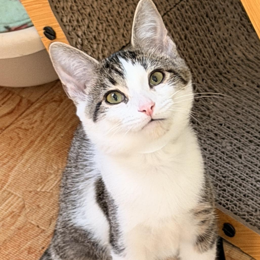 Enlarge Linda, a Adoptable Domestic Short Hair in Richland, MI image 4/6