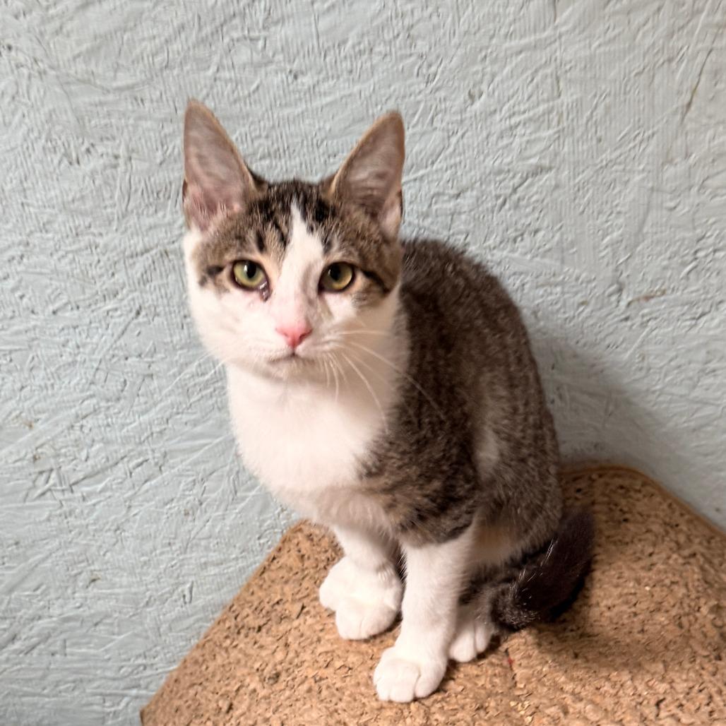 Enlarge Linda, a Adoptable Domestic Short Hair in Richland, MI image 5/6