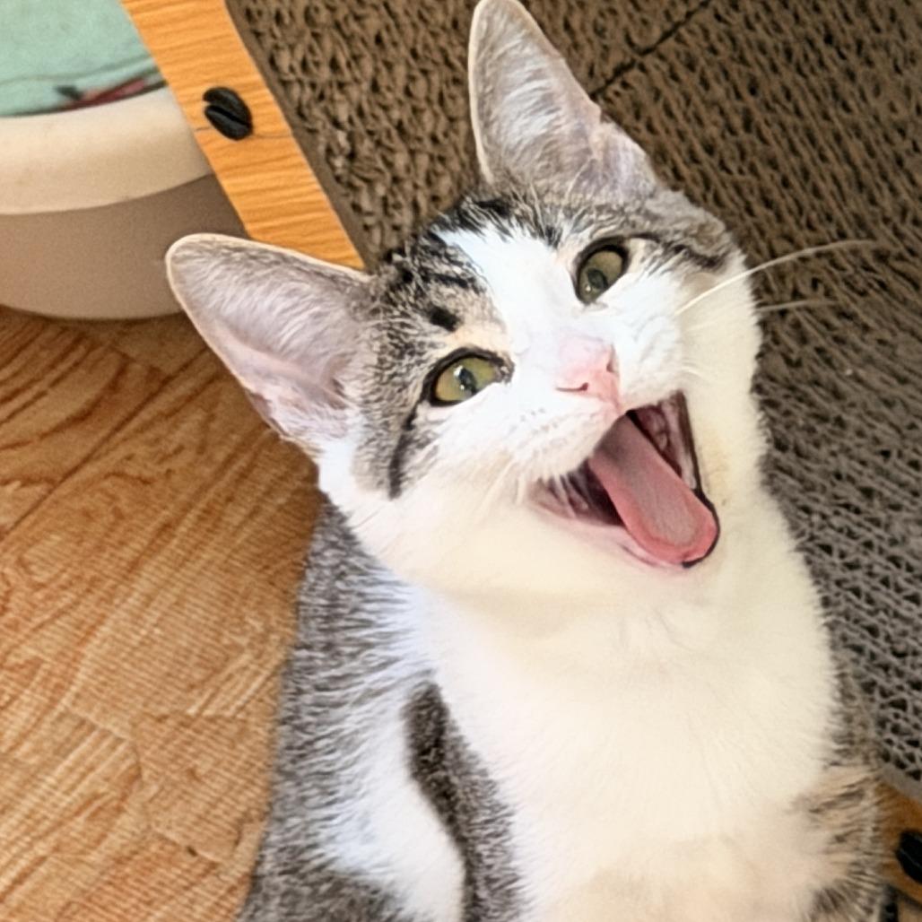 Enlarge Linda, a Adoptable Domestic Short Hair in Richland, MI image 6/6