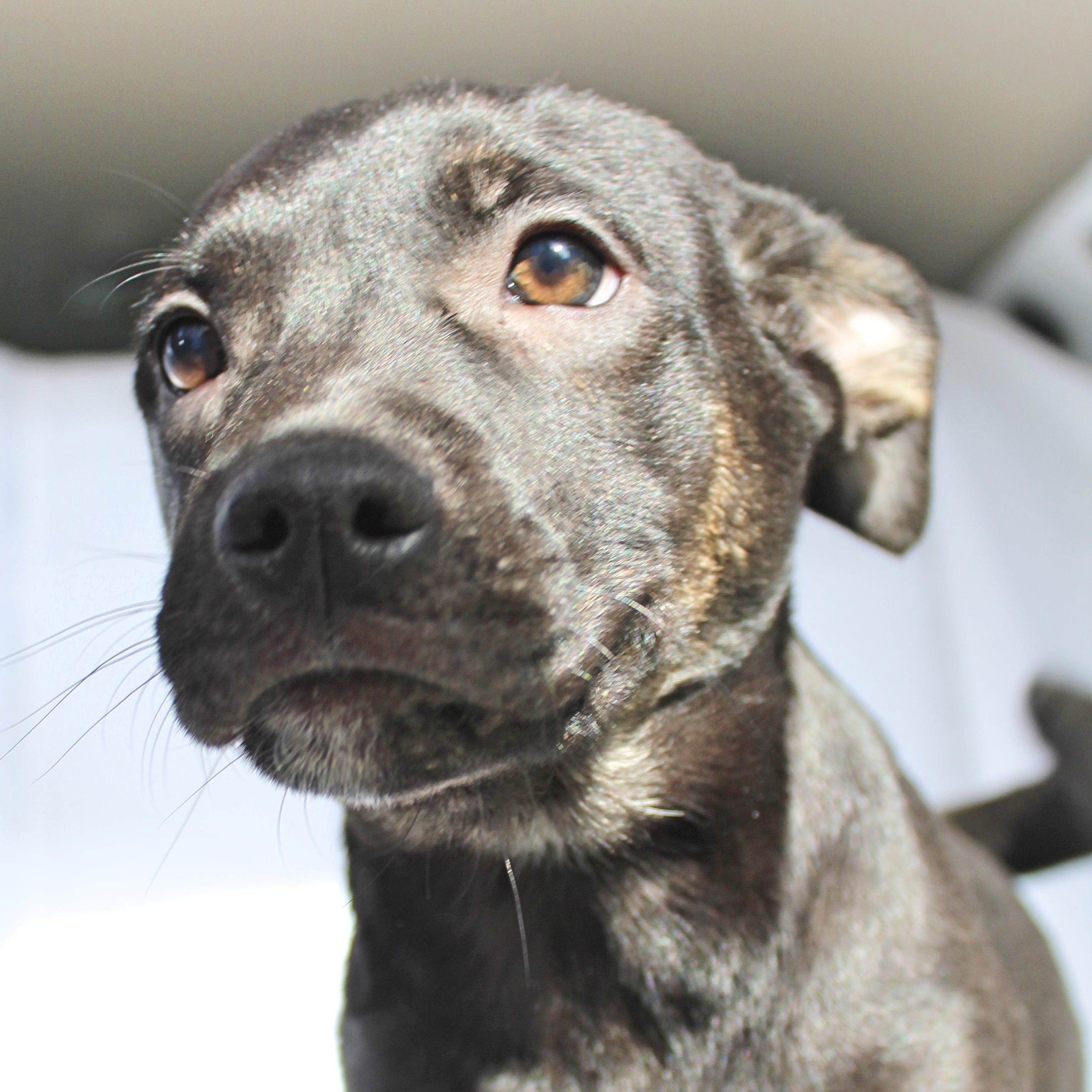 Enlarge Dixie, a ADOPTABLE mixed breed in Springfield, OH image 1/6